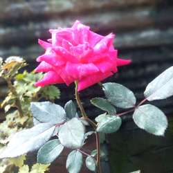 Chamsy's Chat & Dating Profile