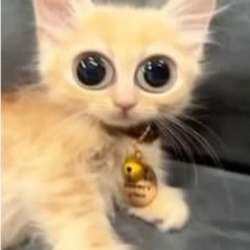 Pussywetkitten's Chat & Dating Profile