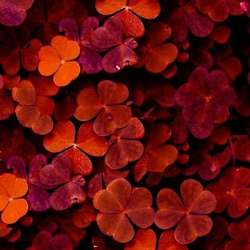 Redflower's Chat & Dating Profile
