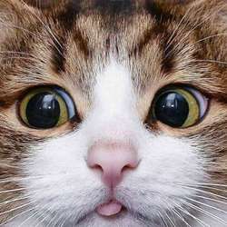 Seela's Chat & Dating Profile